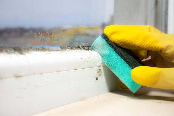 Attic Mold Removal in Farm Loop, AK